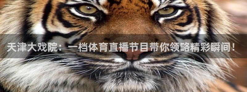 河豚篮球赛事直播：天津大戏院：一档体育直播节目带你领略精彩瞬间！